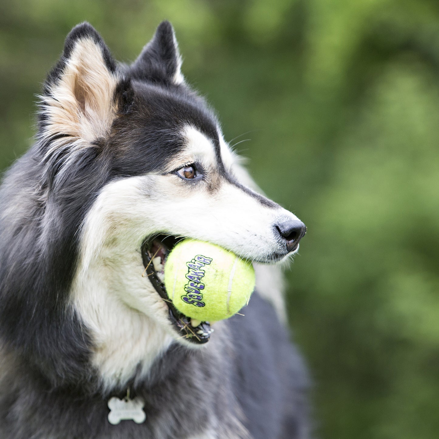 BALLES DE TENNIS KONG® SQUEAKAIR®