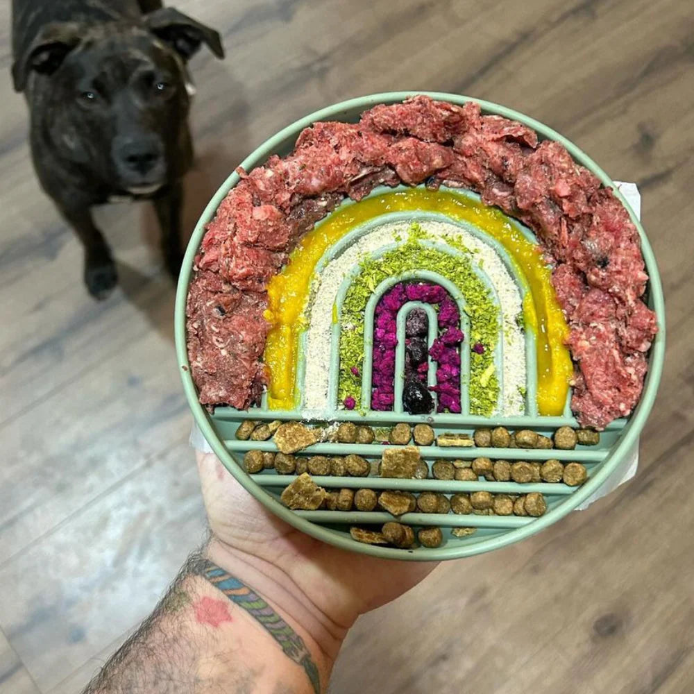 Dog food bowl with food and a black dog in the background