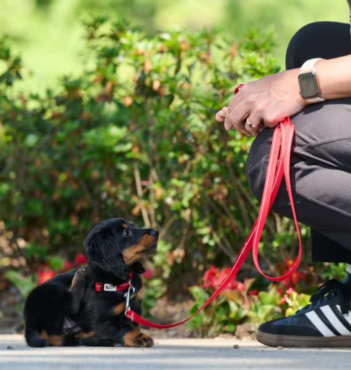 Laisse principale RCPETS Petite 1/2" x 6' - Noir