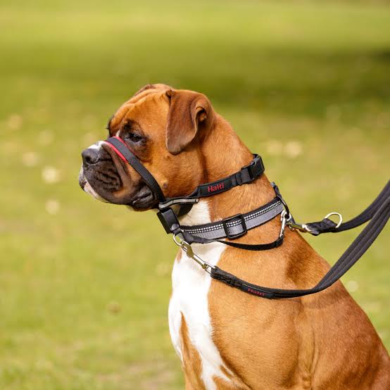 Halti® Optifit Headcollar