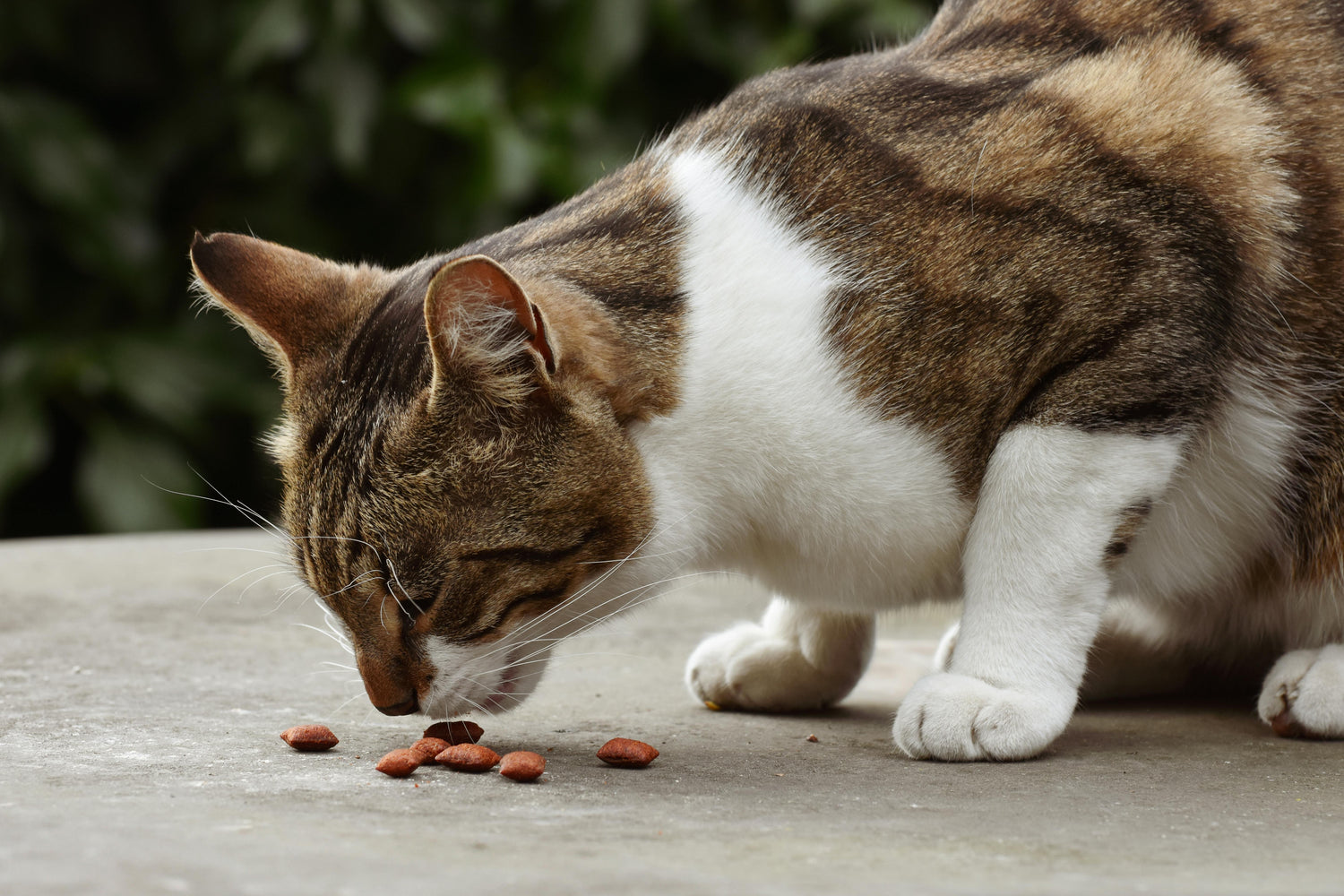 Cat Food