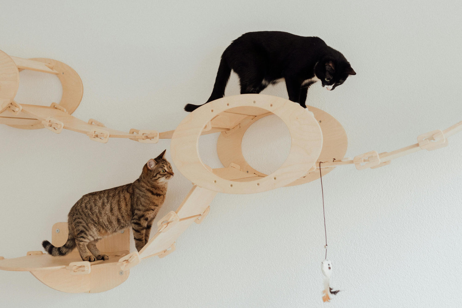 Cat Accessories