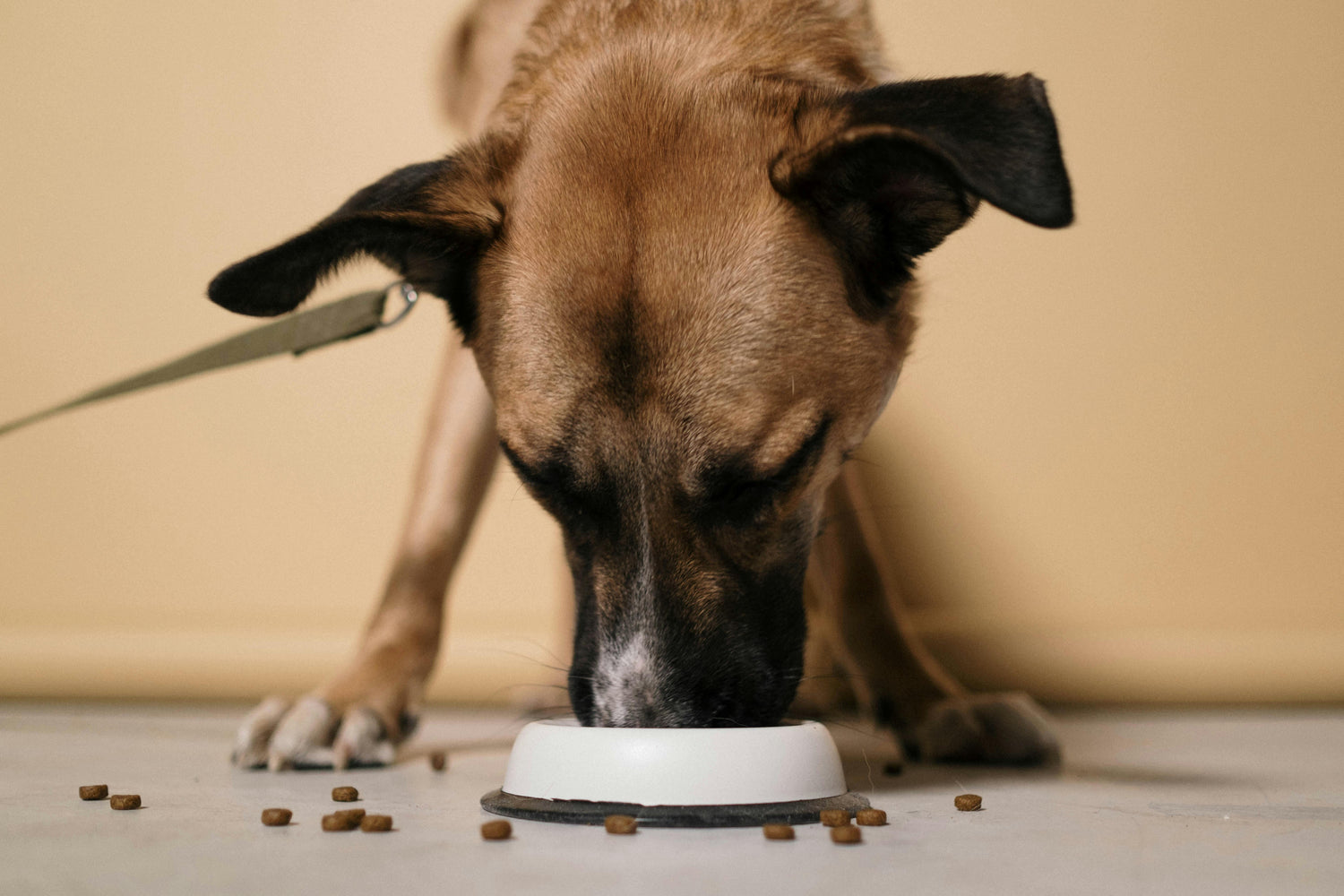 Dog Food