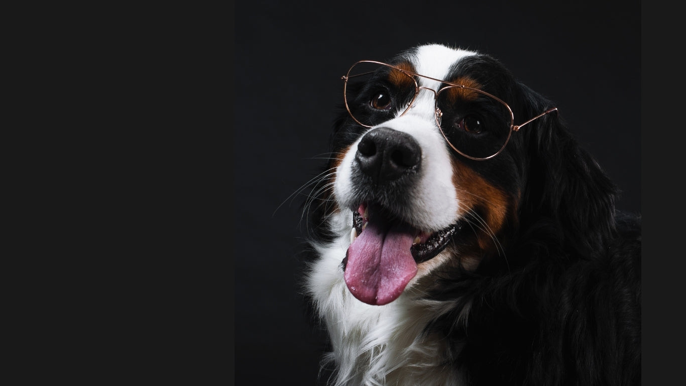 Peluche Centre-Ville | Pet Store | Toilettage dog grooming listing photo