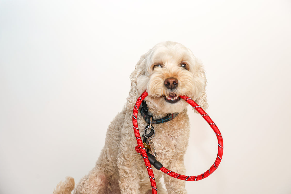 Laisse rouge en corde Paws & Tails - 1,5 m