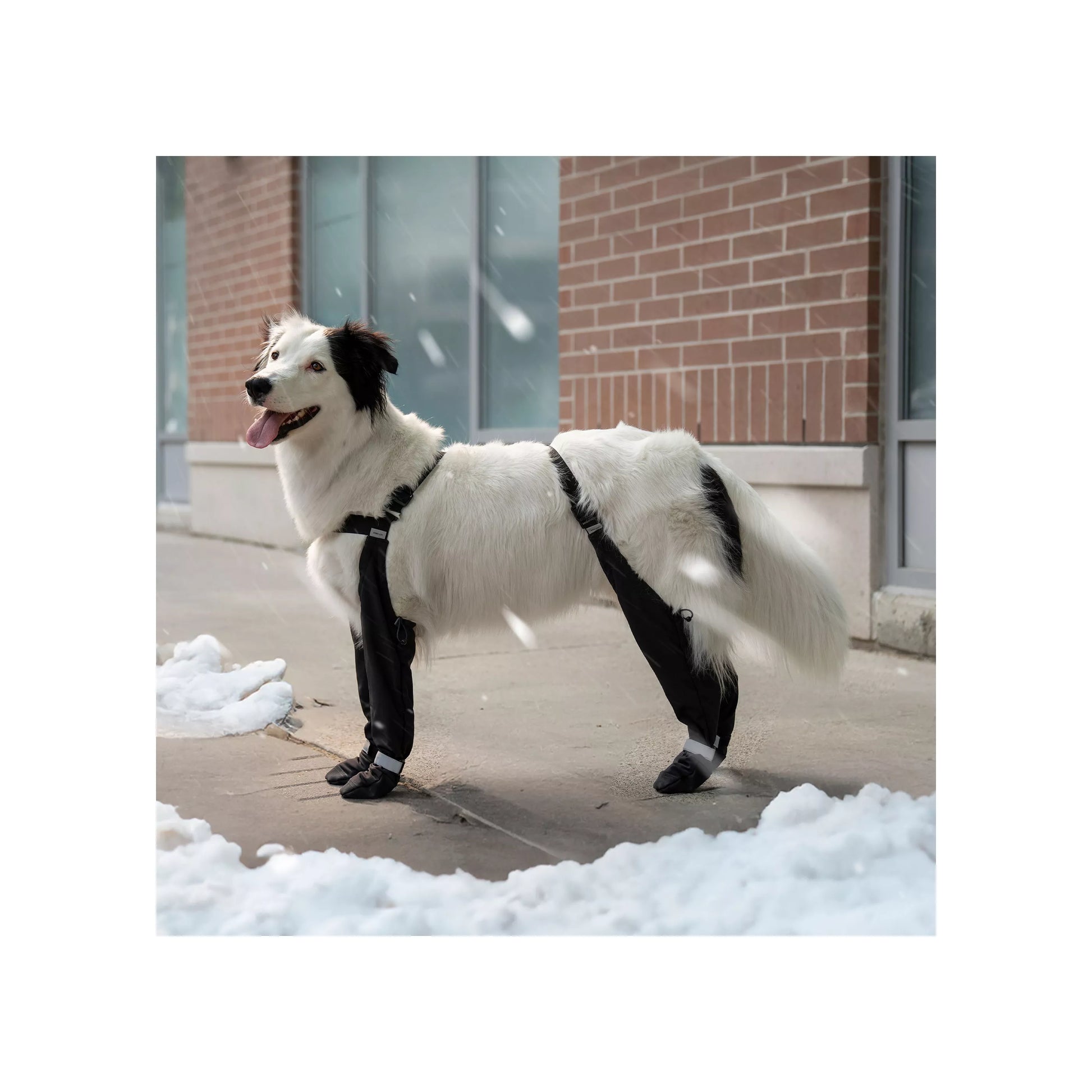 Dog wearing a black harness standing on a snowy sidewalk with a brick building in the background.