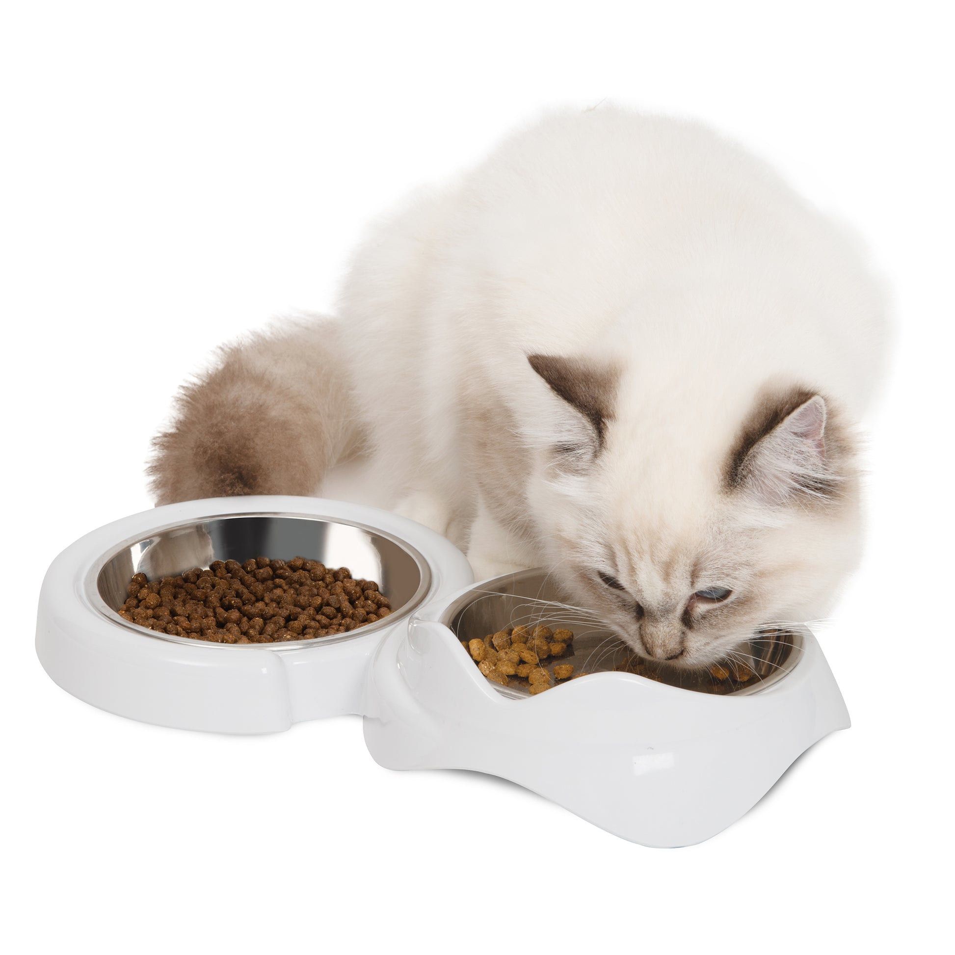 Cat eating from a white double-bowled feeder on a white background