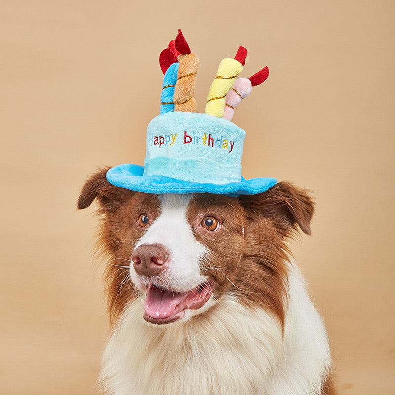 Dog wearing a birthday cake hat with candles on a beige background
