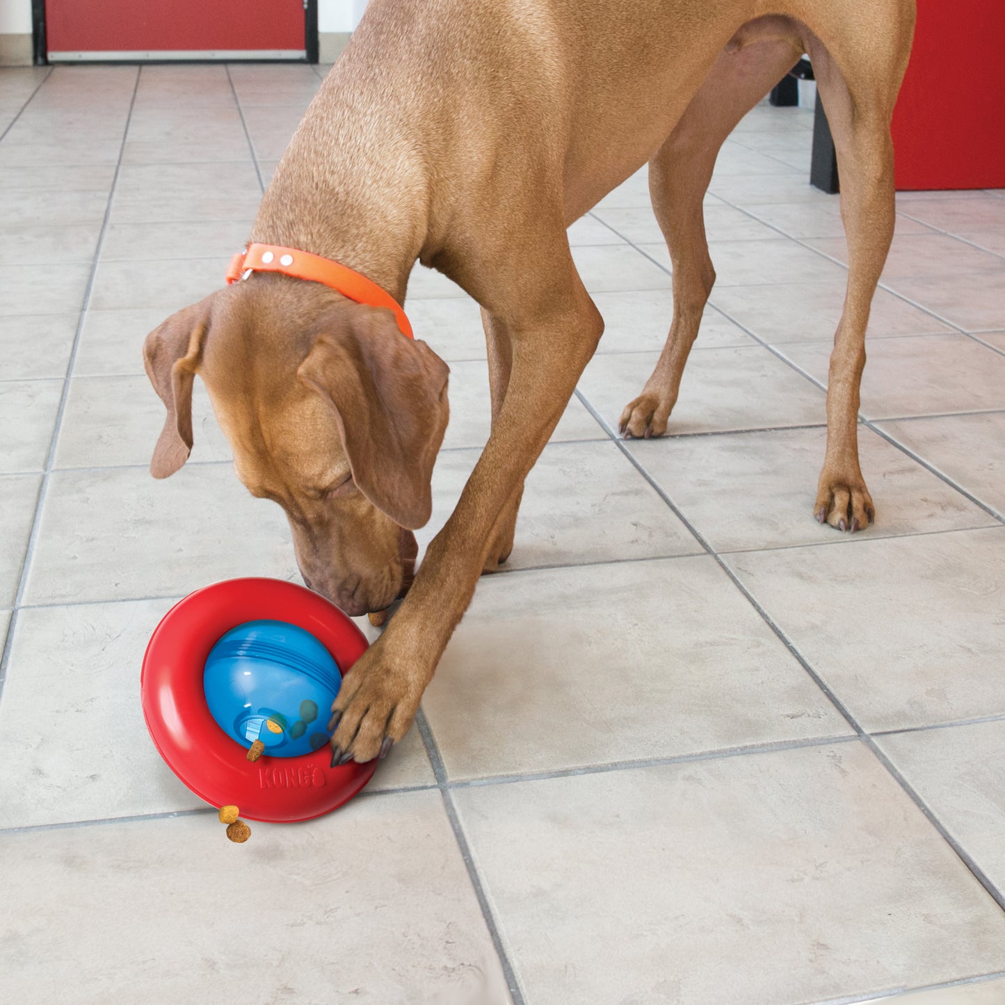 JOUET POUR CHIEN KONG® GYRO