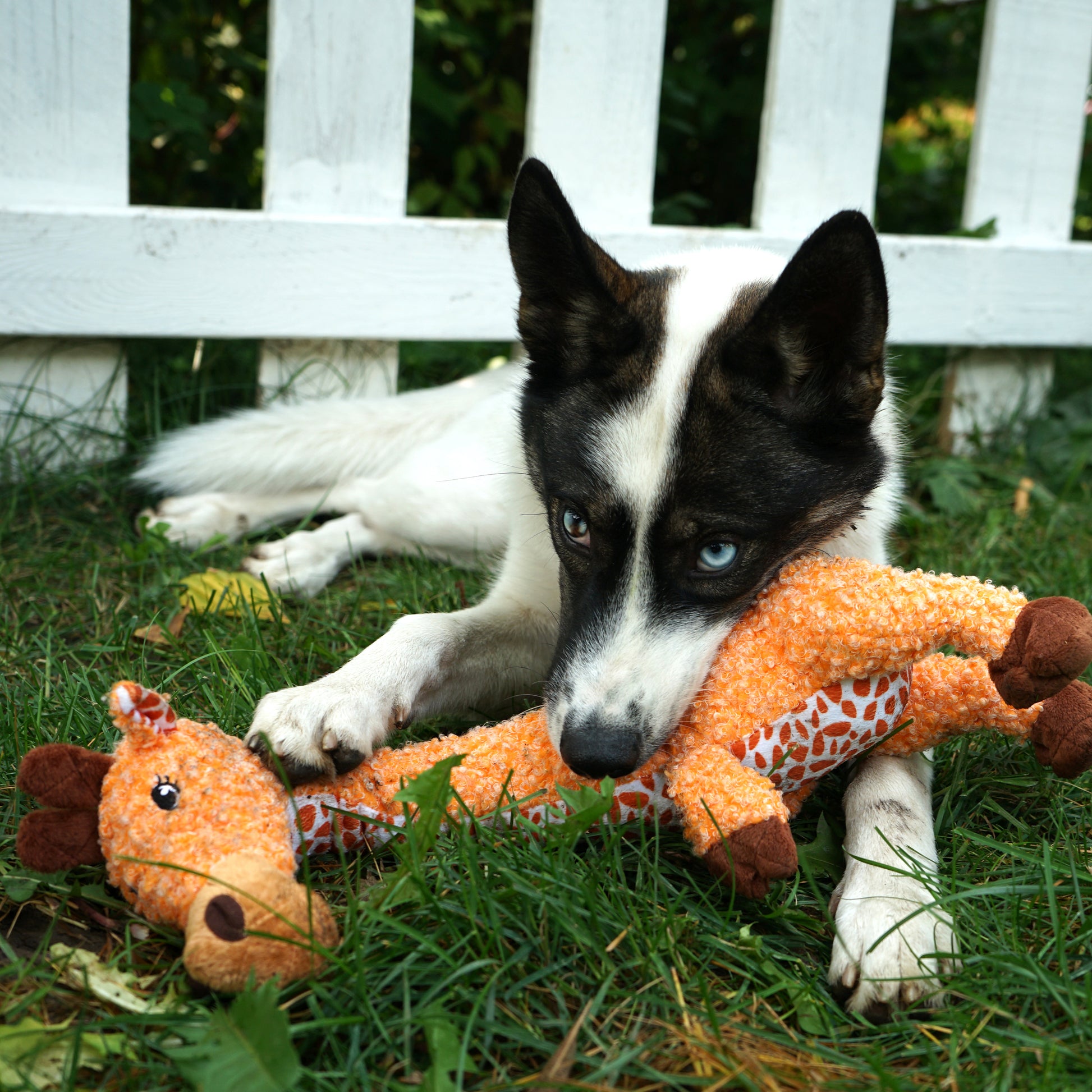 Dog playing with a plush toy in the grass
