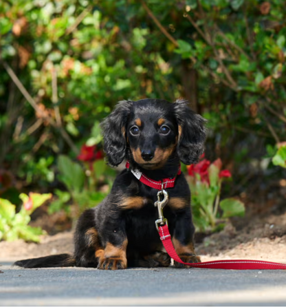 Small black and brown dog on a red leash sitting outdoors with greenery in the background