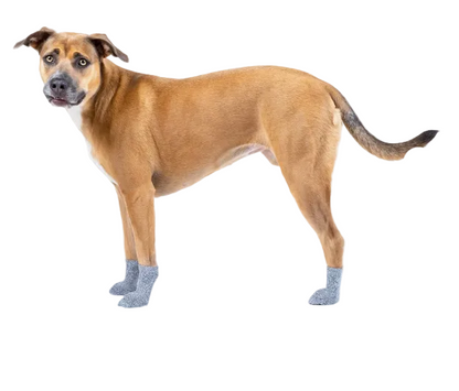 Canada Pooch® The Basic Sock Grey