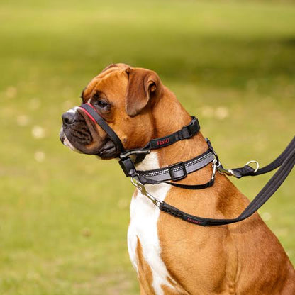 Halti® Optifit Headcollar